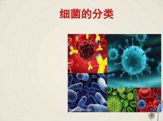 健康科普知识大全生活中的细菌 - 细菌世界小知识