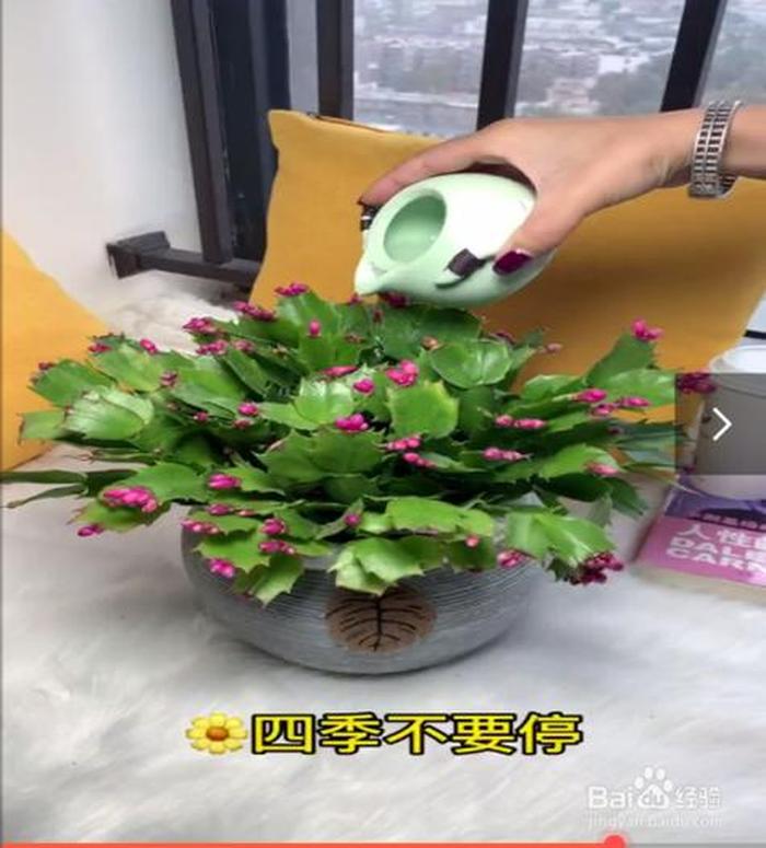 养花的日常小常识 如何养花的小常识介绍