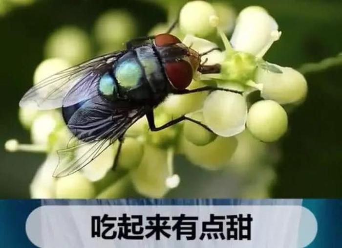 冷知识科普苍蝇、有趣的冷知识