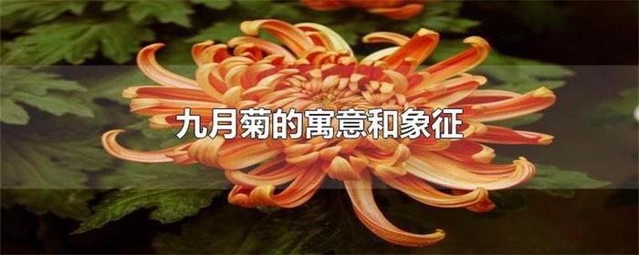 代表知识的象征 菊花象征含义