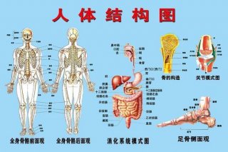 人类内脏结构图、人体器官分布图
