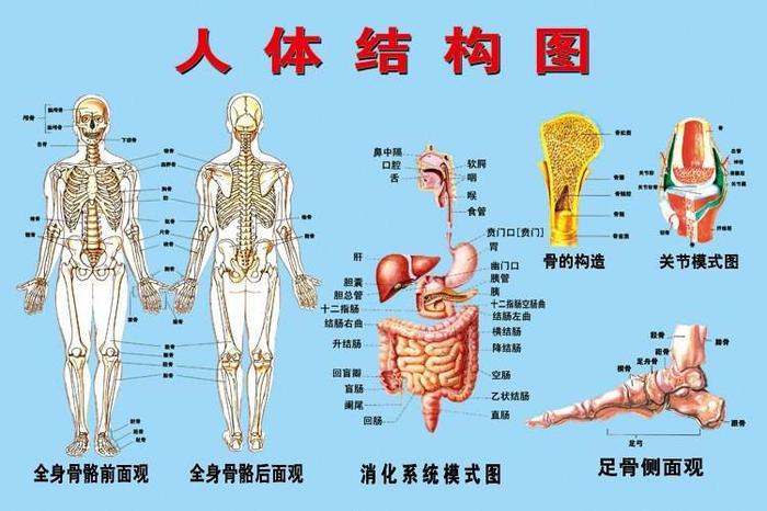 人类内脏结构图、人体器官分布图