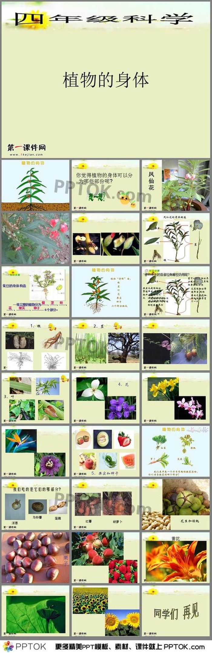 小学生植物科普知识大全；植物小知识简短