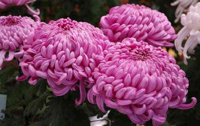 代表知识的象征 菊花象征含义