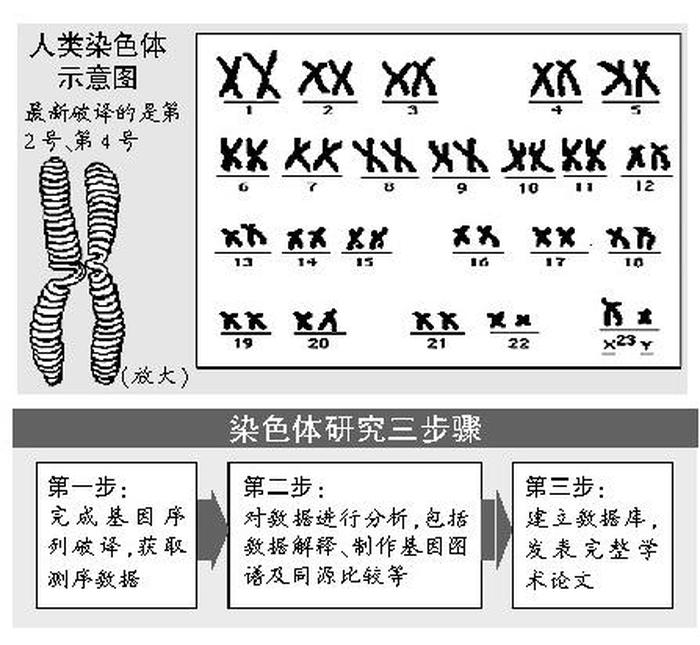 100个科学小常识，人类基因组有多少条染色体
