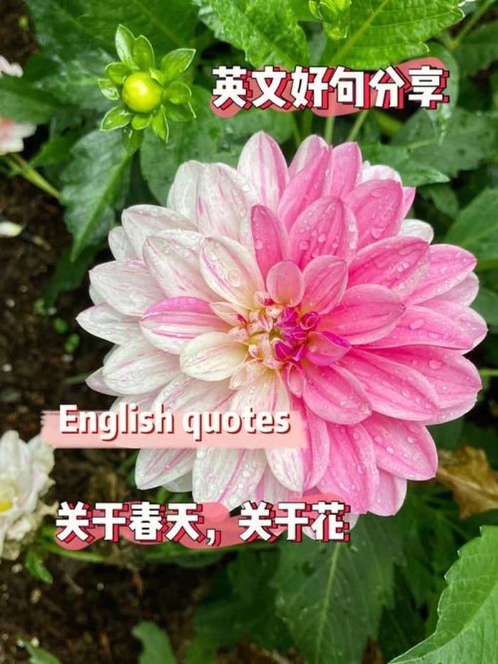 想知道关于花的什么知识怎么写；感觉英文怎么写