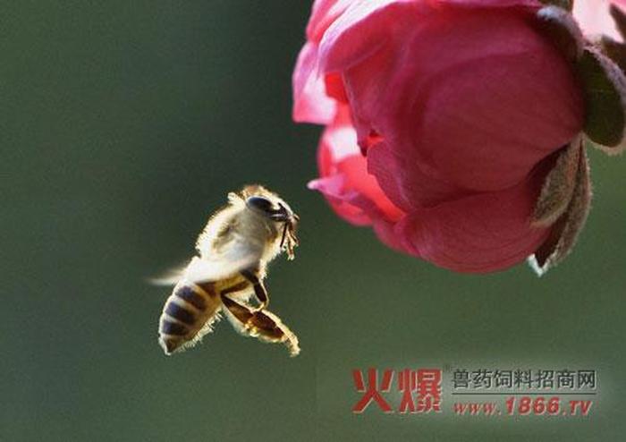 科学小知识小学 蜜蜂怎样酿蜜