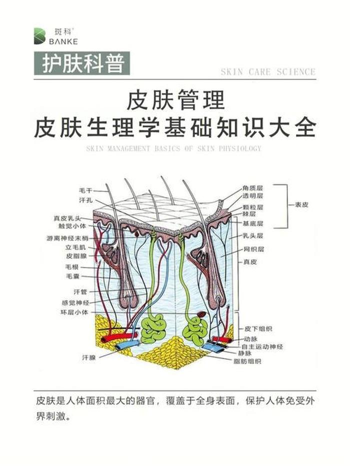 全部皮肤知识大全，脸部皮肤结构图解大全