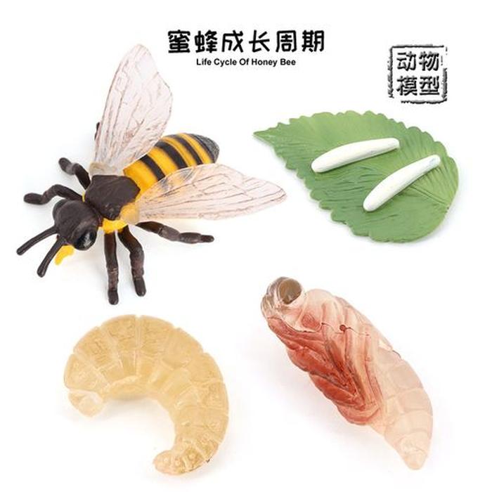 趣味科学小知识50、蜜蜂的生命周期