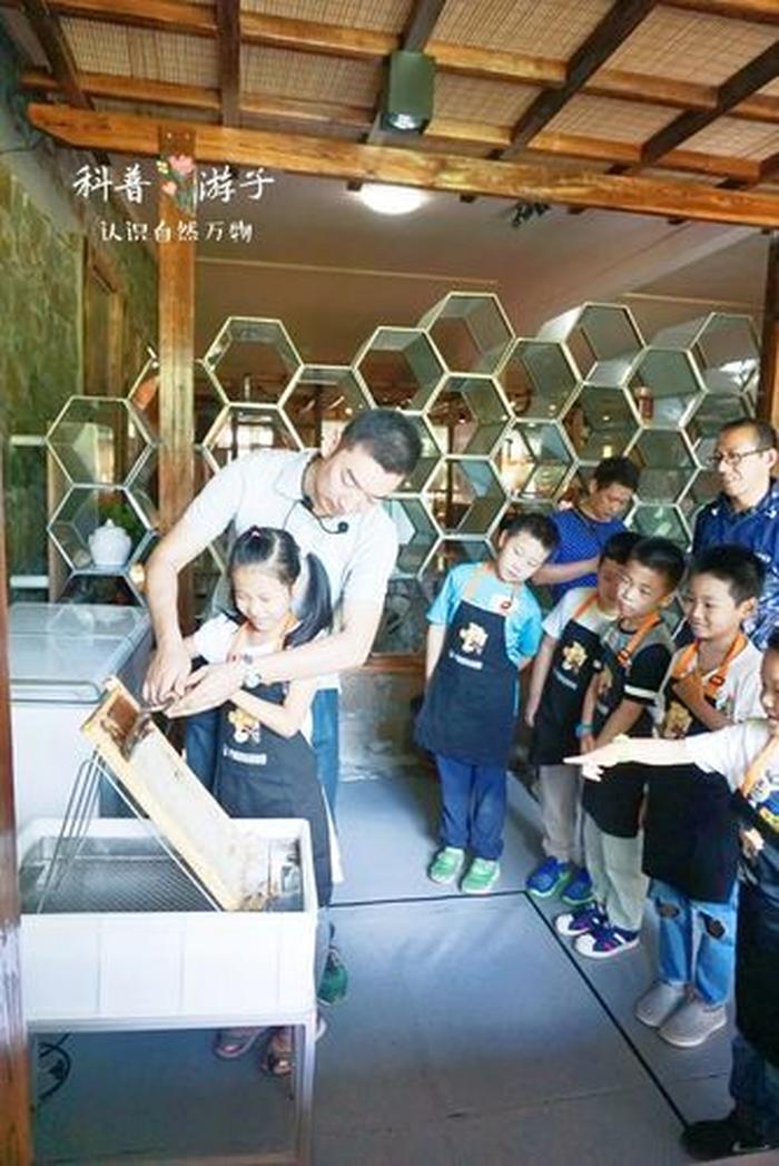 蜜蜂科普知识视频 蜜蜂科普讲座学生版