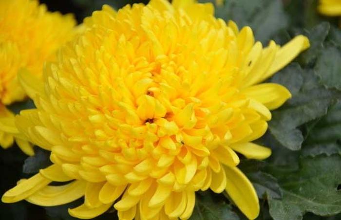 代表知识的象征 菊花象征含义