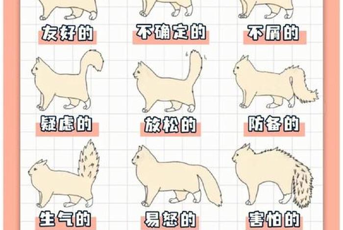 学习猫的知识 - 猫的学问