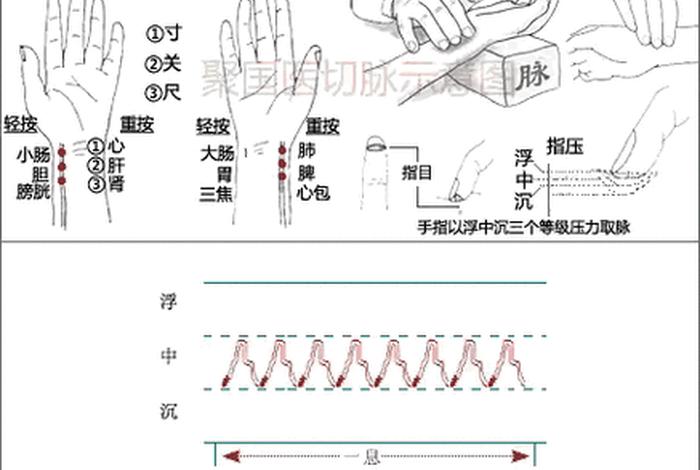 学中医如何入门；学中医如何入门把脉