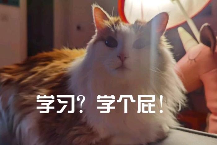 学习 学个屁
