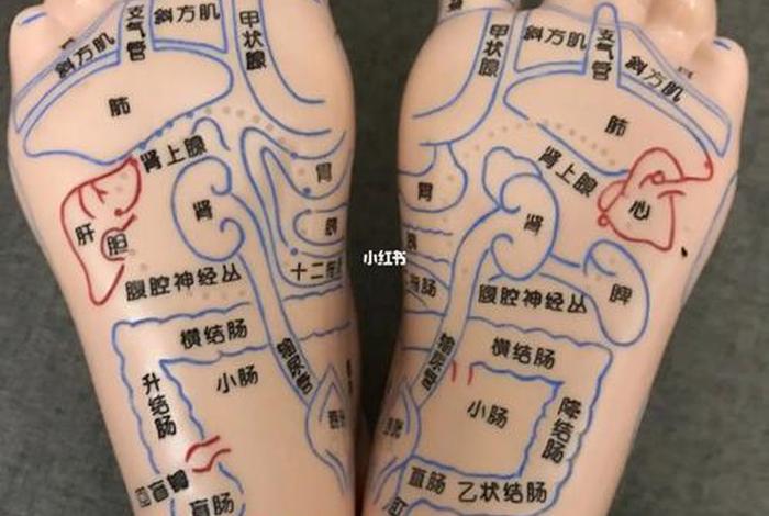 怎么学习按摩脚底（学按脚底怎么样最易学）