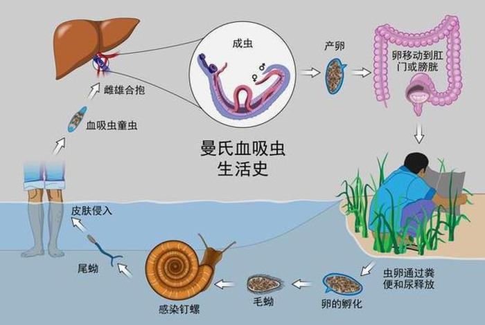 得血吸虫病是因为什么原因，得血吸虫怎么办