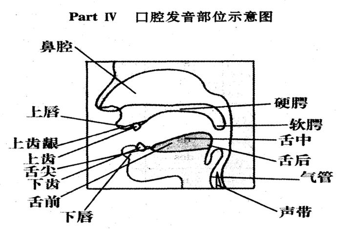 学习英语发音位置（英语发声位置）