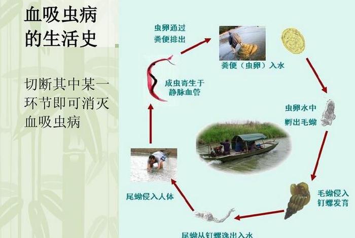得血吸虫病是因为什么原因，得血吸虫怎么办