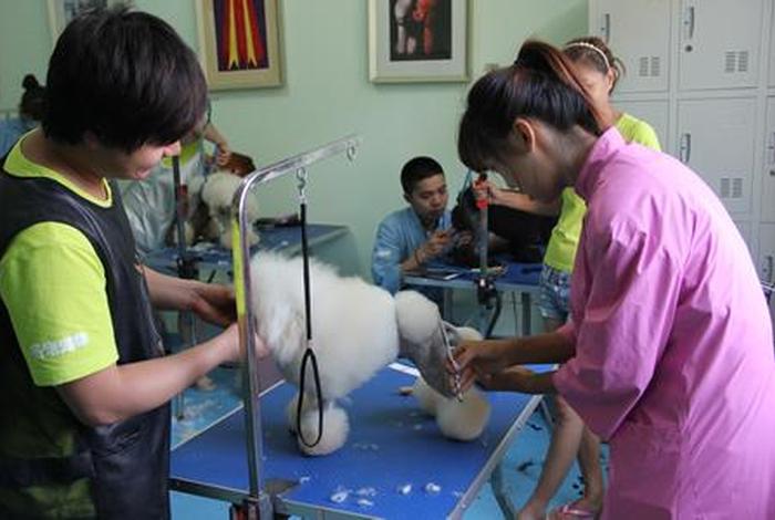 学习宠物美容（想学宠物美容去哪学）