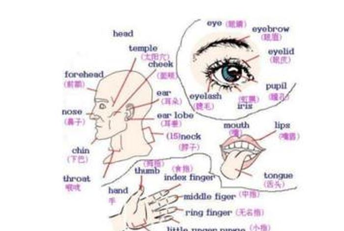 英语学习记忆法 英语记忆法有哪些