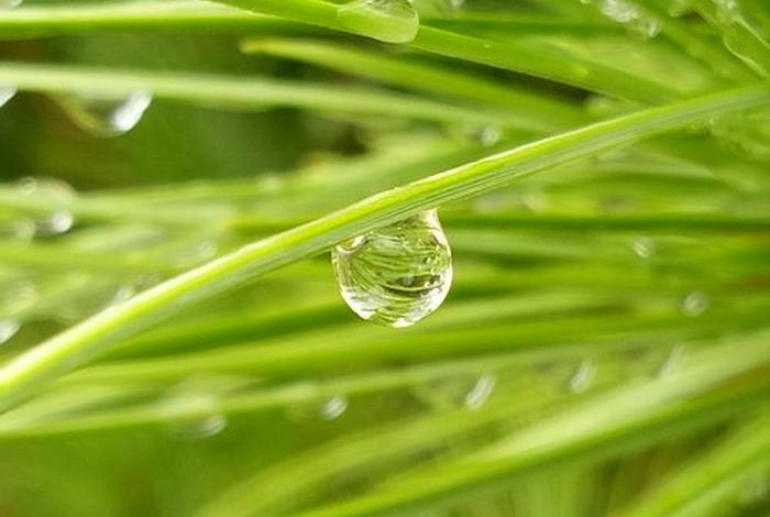 雨露