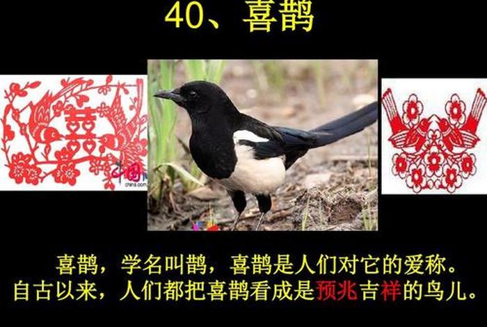 生活学喜鹊；生活学喜鹊是什么意思