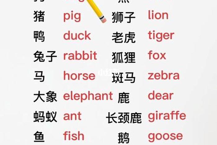 动物学动物怎么写（动物学的英文怎么说）