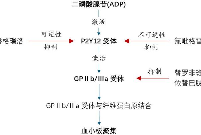 抑制血小板聚集，抑制血小板聚集是什么意思