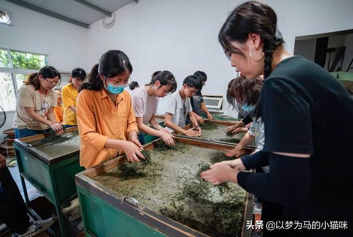 茶学可以报考公司吗、茶学可以报考公司吗女生