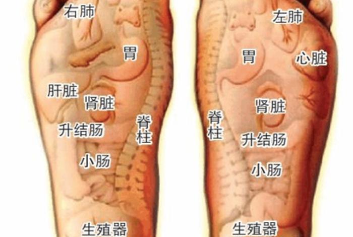 怎么学习按摩脚底（学按脚底怎么样最易学）