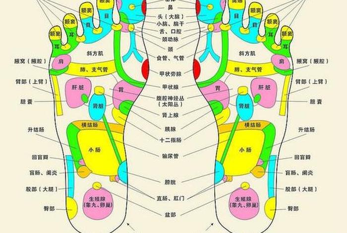 怎么学习按摩脚底（学按脚底怎么样最易学）