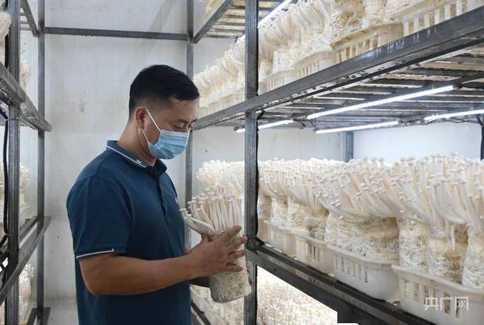 学习种植菌菇技术，种植菌菇类技术