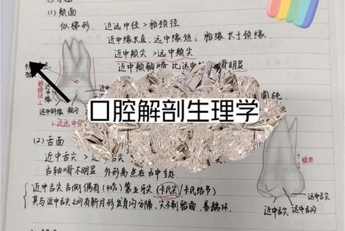 口腔解剖生理学题库 口腔解剖生理学题库及答案解析大一