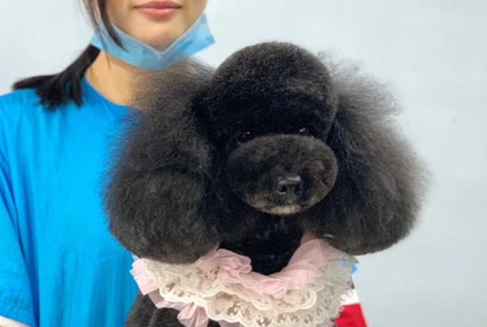 美容学校排行榜 哈尔滨宠物美容学校排行榜