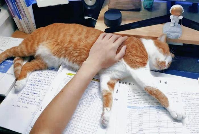 猫耽误学习（猫教不好）