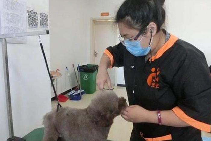 美容学校排行榜 哈尔滨宠物美容学校排行榜