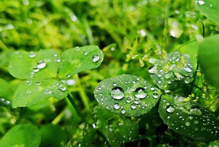雨露