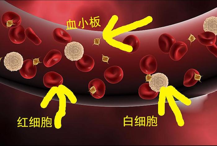 血细胞 血细胞高是什么原因