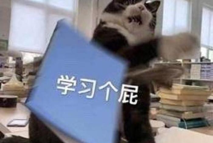 猫耽误学习（猫教不好）