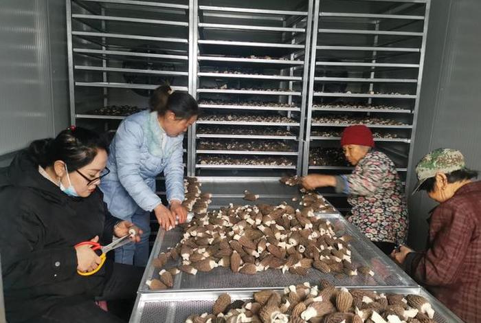 考察学习来我地羊肚菌产业，羊肚菌菌种基地