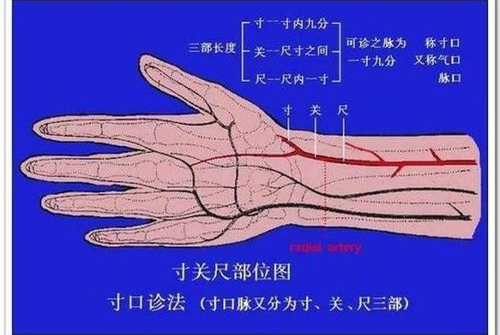 学习号脉视频讲解 - 号脉入门知识视频