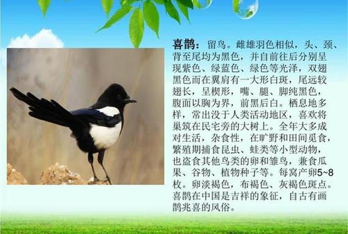 生活学喜鹊；生活学喜鹊是什么意思