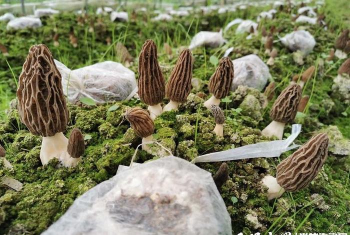 考察学习来我地羊肚菌产业，羊肚菌菌种基地