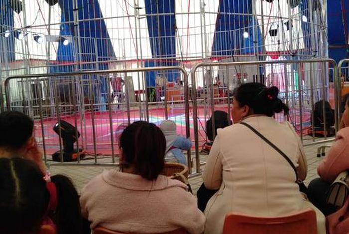 学习组织马戏团，马戏团培训