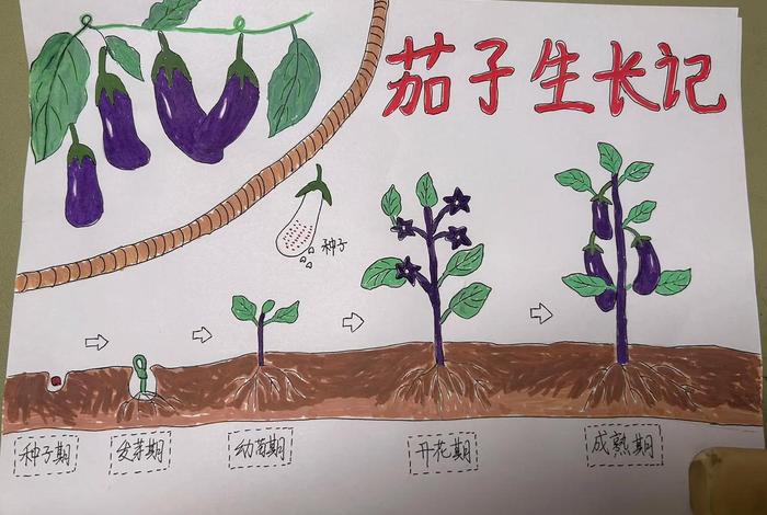 茄子生活日常 - 茄子一生