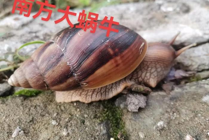 蜗牛生活习性是什么(蜗牛的生活特征和生活方式) 蜗牛生活习性是什么(蜗牛的生活特征和生活方式)
