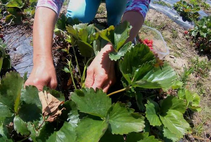 生活采集 生活采集图片大全