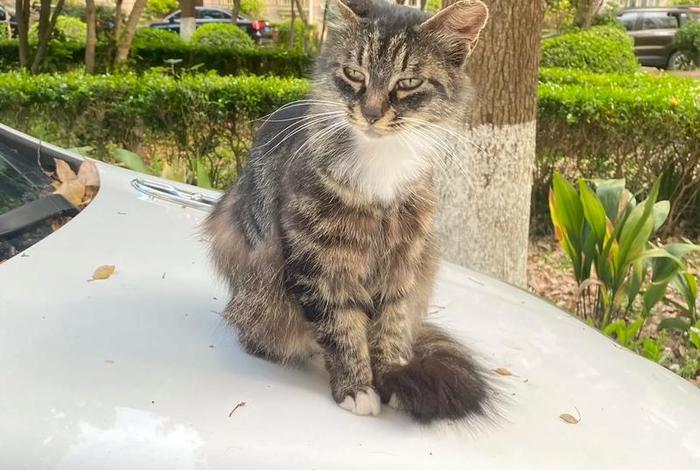 流浪猫的生活环境 流浪猫的生活环境是什么样的 流浪猫的生活环境 流浪猫的生活环境是什么样的