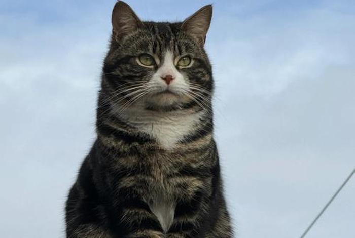 流浪猫的生活日常,流浪猫的生活日常视频 流浪猫的生活日常,流浪猫的生活日常视频