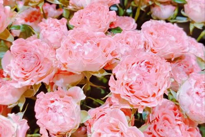 妆点生活(妆点生活的鲜花) 妆点生活(妆点生活的鲜花)